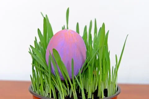 Purple Easter egg in green seedlings on wooden table, decoration Stock Photos