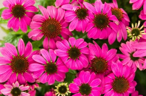 Purple echinacea flowers Stock-Fotos