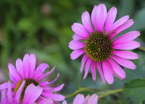 Purple Echinacea Stock Photos