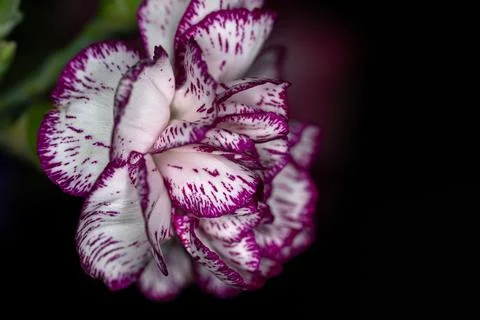 Purple-edged Carnation Bloom Stock Photos
