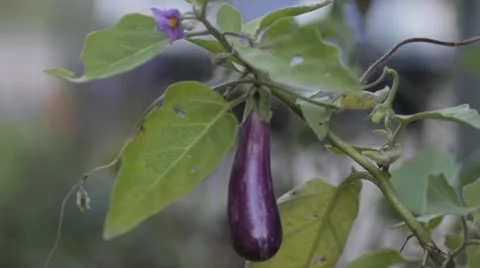 Purple eggplant 스톡 동영상 12363793