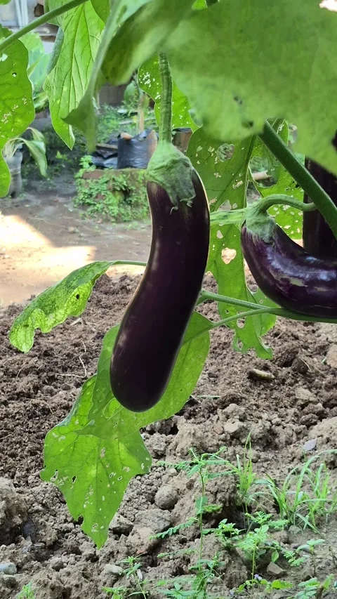 Purple eggplant Stock Footage 311992115
