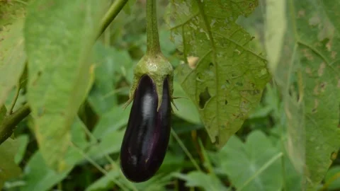 Purple eggplant on the tree Video stock 194644537