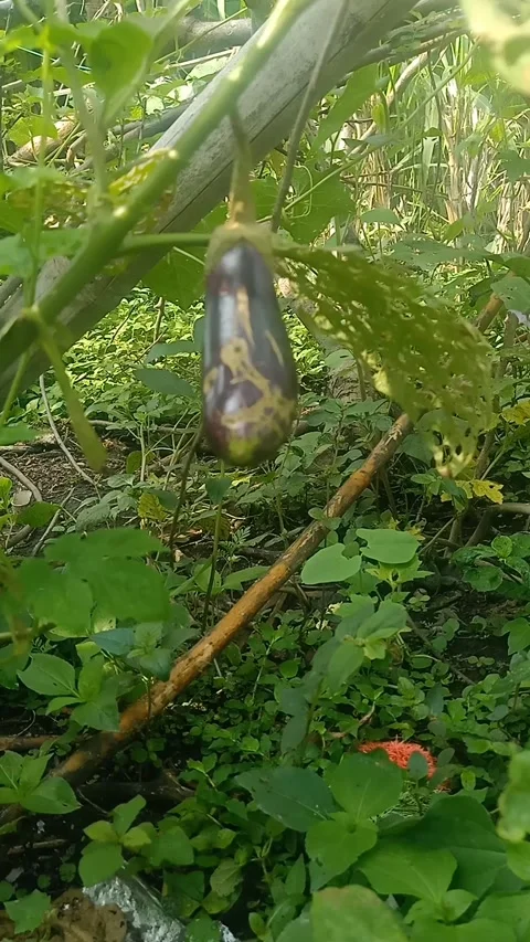 Purple eggplant vegetable Stock Footage 292959395