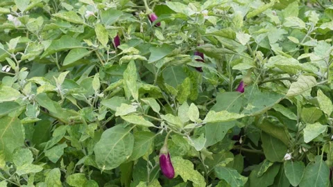 Purple Eggplants Stock-Footage 342268672