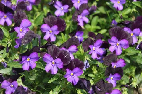 The purple elf is jumping Stock Photos