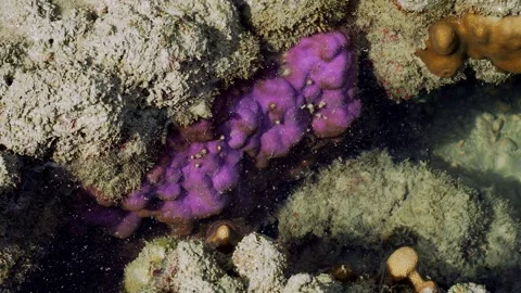 Purple Encrusting Sponge Growing Beneath Coral Ledge Stock Footage 339150889