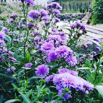 Purple ester flower Stock-Fotos