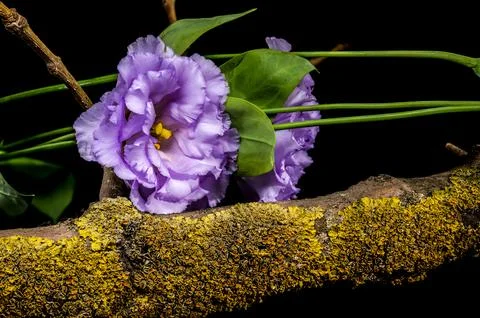 Purple Eustoma Flowers On Mossy Tree Branch Isolated On Black Stock Photos
