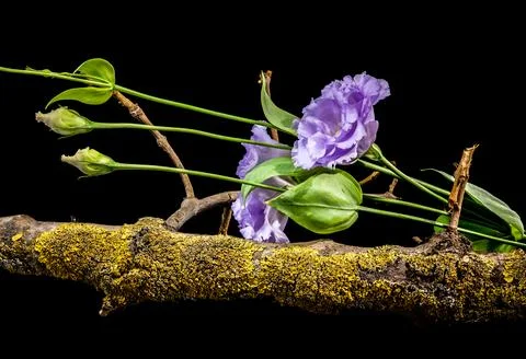 Purple Eustoma Flowers On Mossy Tree Branch Isolated On Black Stock Photos