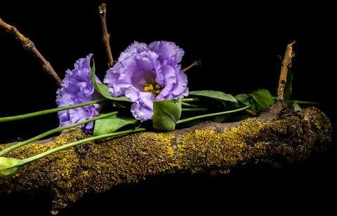 Purple Eustoma Flowers On Mossy Tree Branch Isolated On Black Stock Photos