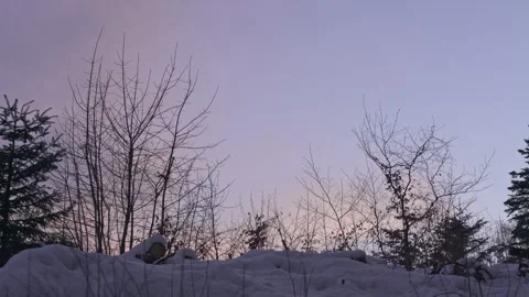 Purple Evening Sky Through Forest Trees Stock Footage 323015448