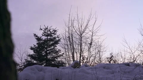 Purple Evening Sky Through Forest Trees Stock Footage 323015490