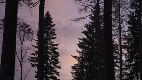 Purple Evening Sky Through Forest Trees Stock Footage 323015671
