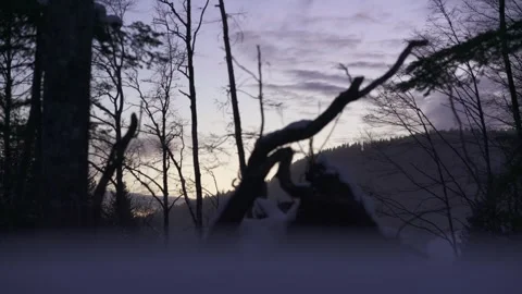 Purple Evening Sky Through Forest Trees Stock Footage 323015776