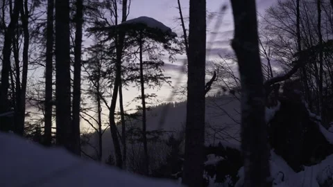 Purple Evening Sky Through Forest Trees Stock Footage 323015849