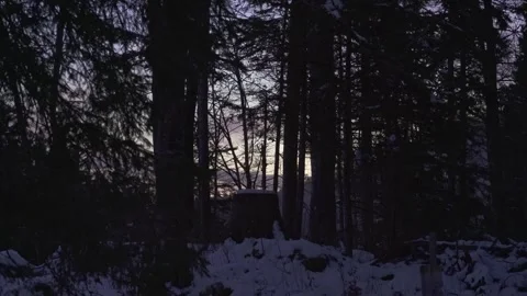 Purple Evening Sky Through Forest Trees Stock Footage 323015921