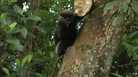 Purple-faced langur Video stock 64801996