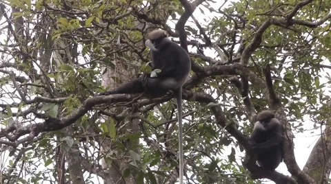 Purple-faced langur Stock Footage 64802019