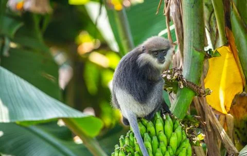 A purple-faced langur monkey sits on a banana bunch in a tree. It holds the.. Stock Photos