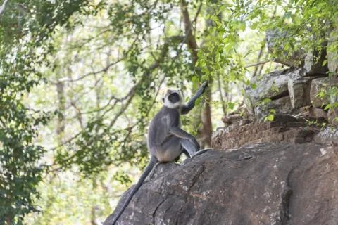 The purple-faced langur Stock Photos