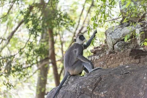 The purple-faced langur Stock Photos