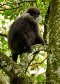 Purple-faced langur Semnopithecus vetulus also purple-faced leaf monkey, Ol.. Stock Photos