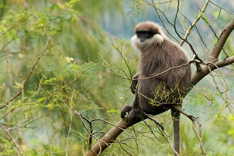 Purple-faced langur Semnopithecus vetulus also purple-faced leaf monkey, Ol.. Fotos de archivo