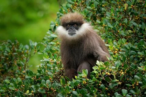 Purple-faced langur Semnopithecus vetulus also purple-faced leaf monkey, Ol.. Foto stock