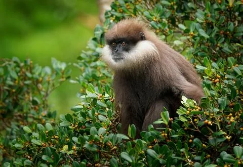 Purple-faced langur Semnopithecus vetulus also purple-faced leaf monkey, Ol.. Stock Photos