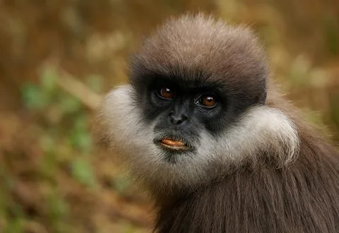 Purple-faced langur Semnopithecus vetulus also purple-faced leaf monkey, Ol.. Foto stock