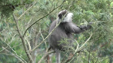 Purple-faced leaf monkey 스톡 동영상 64856010