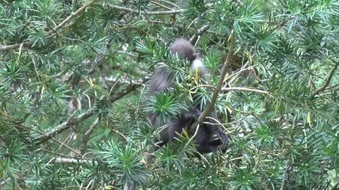 Purple-faced Leaf Monkey sit in tree feeding on leaves close up Stock Footage 79610475