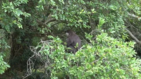 Purple-faced Leaf Monkey sit in tree feeding on green leaves Stock Footage 79610476