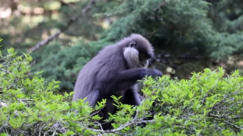 Purple Faced Monkey Resting Quietly Among Forest Greenery Sri Lanka Stock Footage 335218622