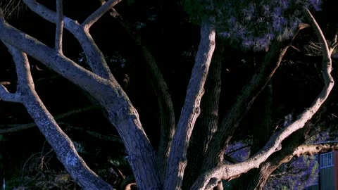Purple Fantasy Tree Stock Footage 156370170