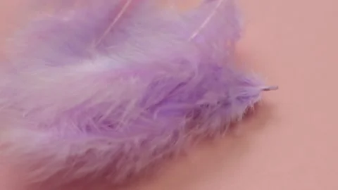 Purple feathers background.feathers texture Stock Footage 160587802