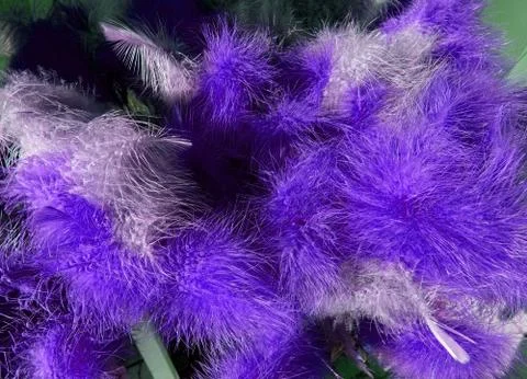 Purple feathers easter decoration Stock Photos