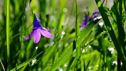 Purple field bell flower sways in the wind in a morning dewy green meadow Stock Footage