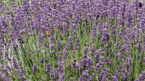 Purple field flowers background. Stock Footage 75404665