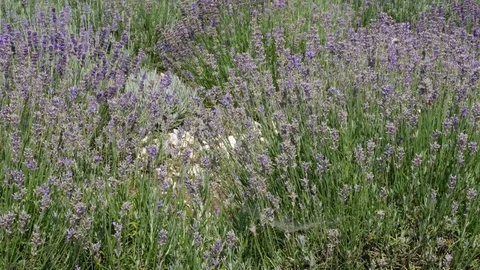 Purple field flowers background. 스톡 동영상 75404828