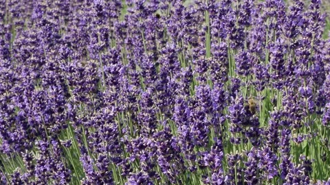 Purple field flowers background. 스톡 동영상 75404836