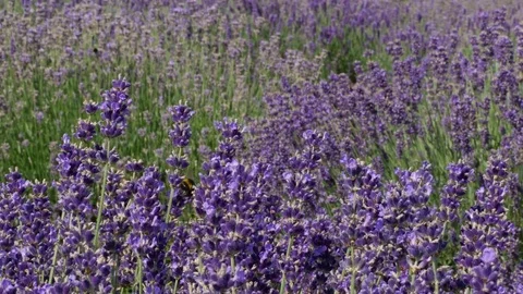 Purple field flowers background. 스톡 동영상 75404872