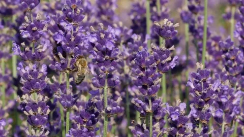 Purple field flowers background. Stock Footage 75404887