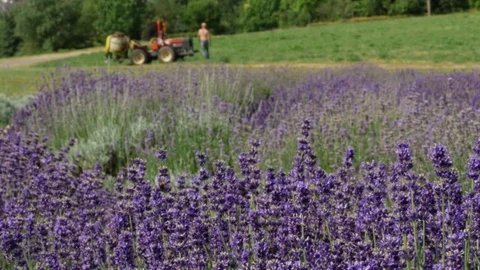 Purple field flowers background. 스톡 동영상 75404908