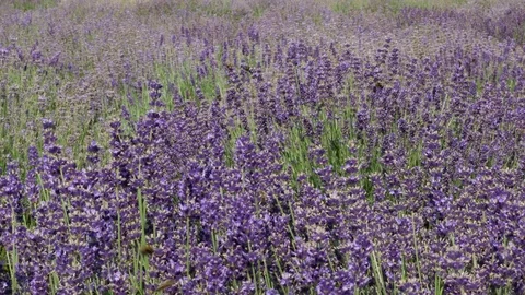 Purple field flowers background. 스톡 동영상 75404909