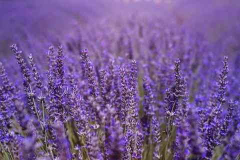 Purple field Stock Photos