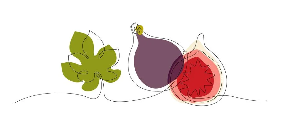 Purple fig fruit. Continuous one line drawing fig, fig half, leaf. Fresh fig Stock Illustration