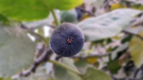 Purple Fig Stock-Fotos