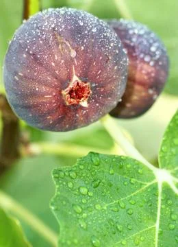 Purple Figs Stock Photos